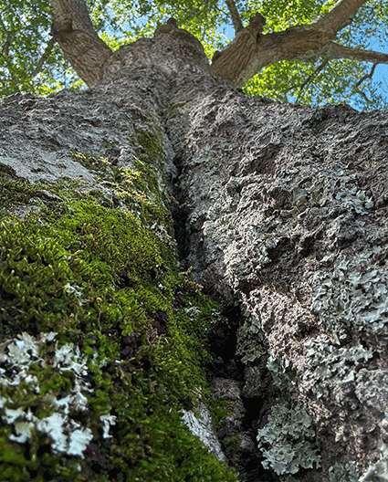 closeup of a tree